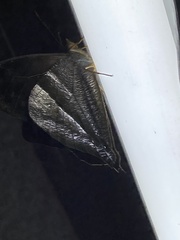 Corades pannonia
