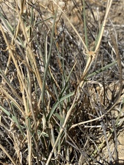 Hilaria rigida
