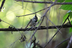 Baeolophus wollweberi