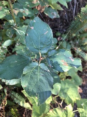 Ceanothus sanguineus