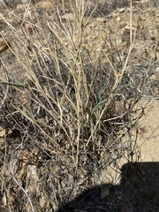 Hilaria rigida