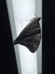 Corades pannonia