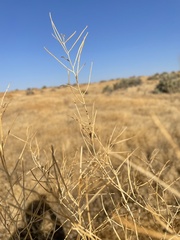 Sisymbrium altissimum