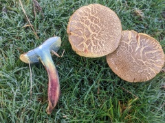 Xerocomellus cisalpinus