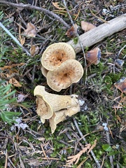 Turbinellus kauffmanii