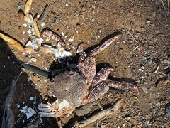 Grapsus adscensionis