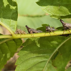 Aconophora compressa