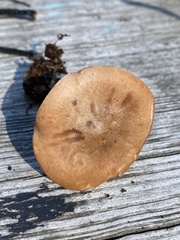 Lactarius imperceptus
