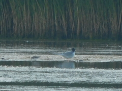 Calidris pusilla