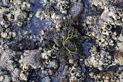 Psilophycus alveatus