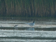Calidris pusilla