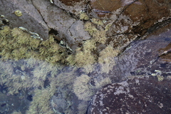 Corallina officinalis