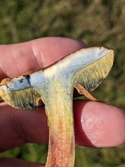 Xerocomellus cisalpinus