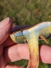 Xerocomellus cisalpinus