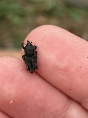 Sphenophorus venatus