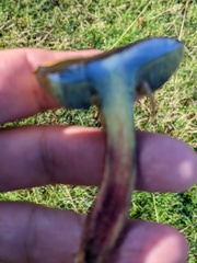 Xerocomellus cisalpinus