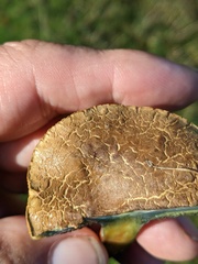 Xerocomellus cisalpinus