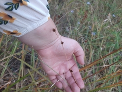 Rhynchospora capitellata