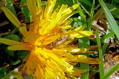 Lasioglossum pilosum