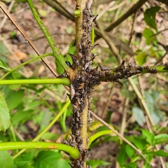 Aconophora compressa