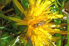 Lasioglossum pilosum