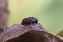Dendroctonus