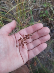 Juncus marginatus