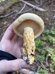 Lactarius scrobiculatus