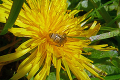 Lasioglossum pilosum