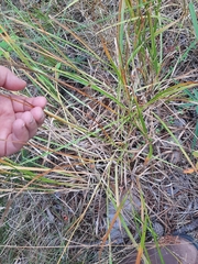 Juncus marginatus