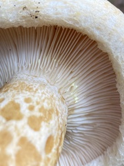 Lactarius scrobiculatus
