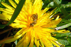 Lasioglossum pilosum