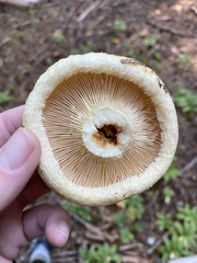 Lactarius scrobiculatus