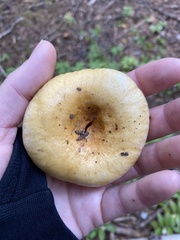 Lactarius scrobiculatus