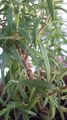 Icerya