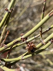 Ephedra californica