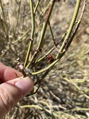 Ephedra californica