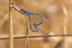 Enallagma carunculatum