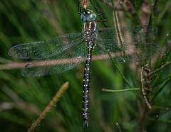 Spinaeschna tripunctata