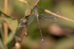 Archilestes californicus