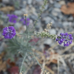 Linaria purpurea