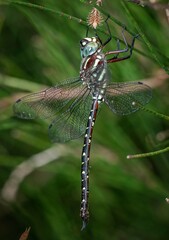 Spinaeschna tripunctata