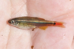 Tanichthys albonubes