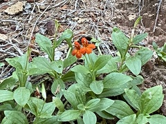 Erythranthe verbenacea