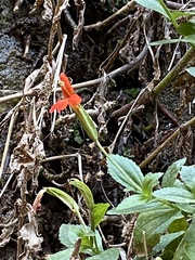 Erythranthe verbenacea