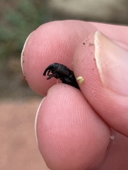 Sphenophorus venatus