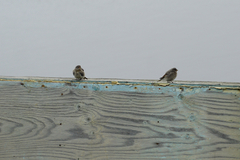 Plectrophenax nivalis