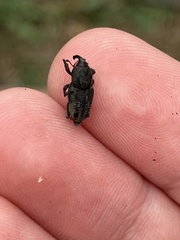 Sphenophorus venatus