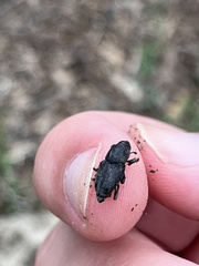 Sphenophorus venatus