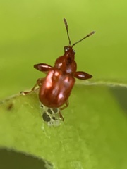 Euscelus